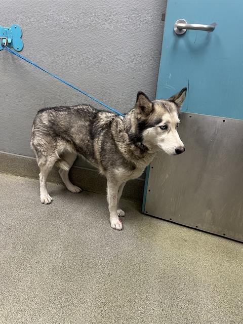 *CASSIDY - Siberian Husky available for adoption