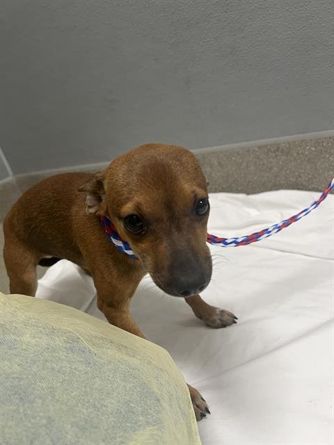 *DARLA - Miniature Pinscher / Chihuahua available for adoption