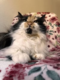 *RASPBERRY - Photo 1