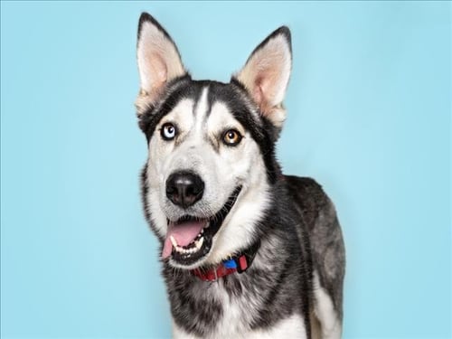 *JIM BEAM - Siberian Husky available for adoption