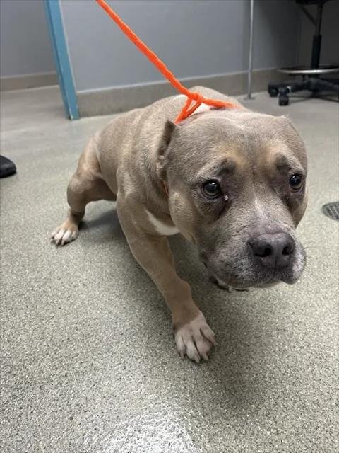 LILY - Staffordshire Bull Terrier available for adoption