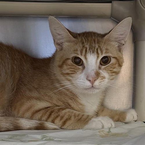*ROLLAND - Domestic Short Hair for adoption in Las Vegas