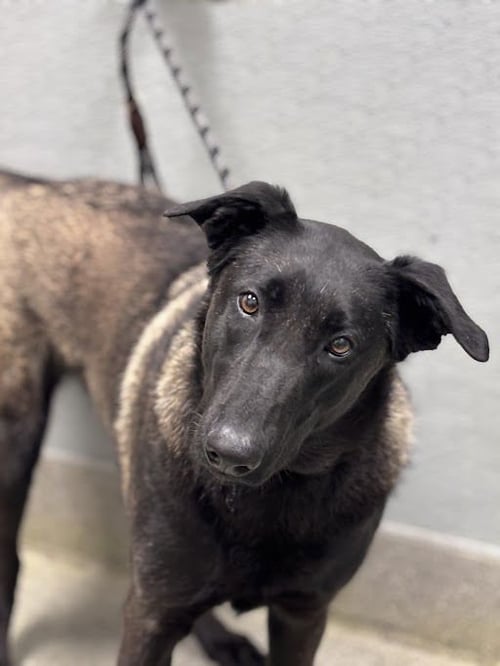 AKARI - Belgian Shepherd Malinois available for adoption