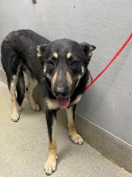 *MARLO - German Shepherd Dog available for adoption