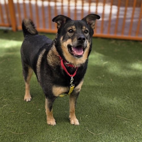 DEXTER - German Shepherd Dog available for adoption