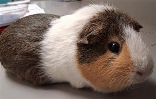 DORA - Guinea Pig available for adoption