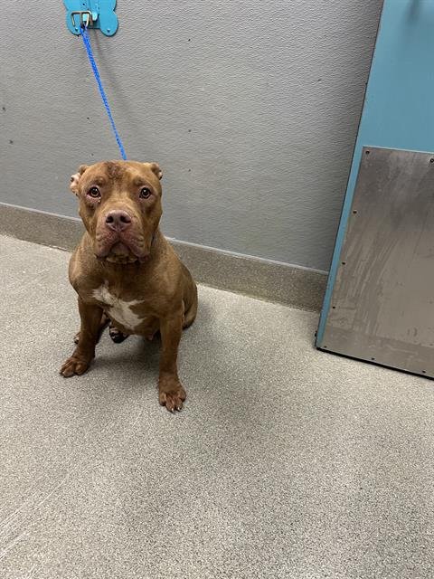 *DARLING - Staffordshire Bull Terrier available for adoption