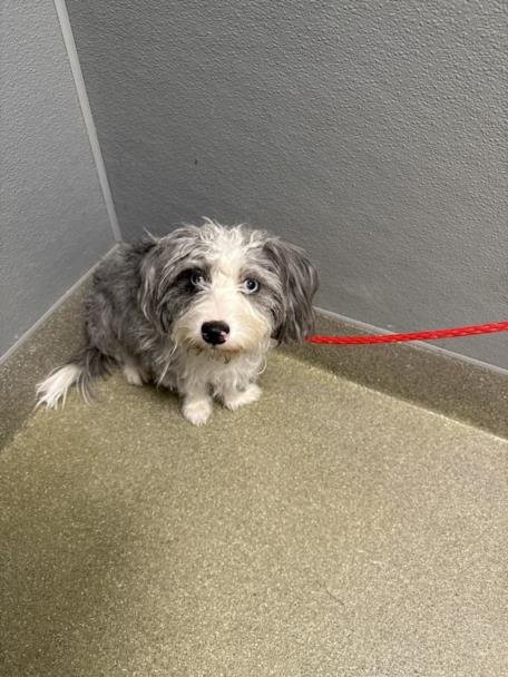 *HAM SANDWICH - Miniature Schnauzer / Poodle (Miniature) available for adoption