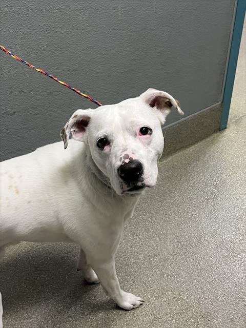 BRIAN - Pit Bull Terrier available for adoption