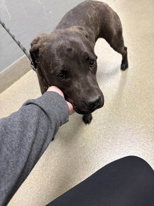 *SWEET CHEEKES Image