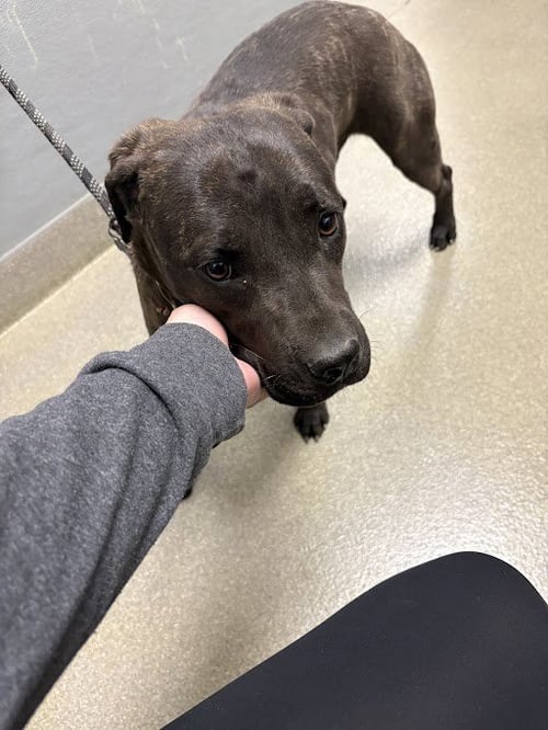 *SWEET CHEEKES - Pit Bull Terrier available for adoption