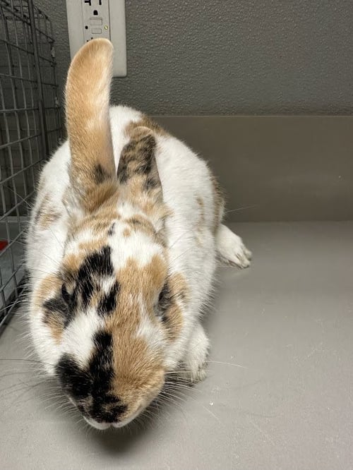 COCONUT - Shorthaired Rabbit available for adoption