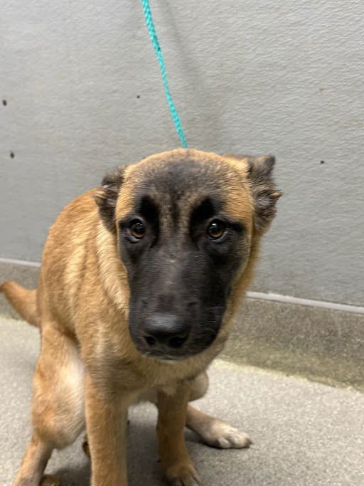 *MOLLY - Belgian Shepherd Malinois available for adoption