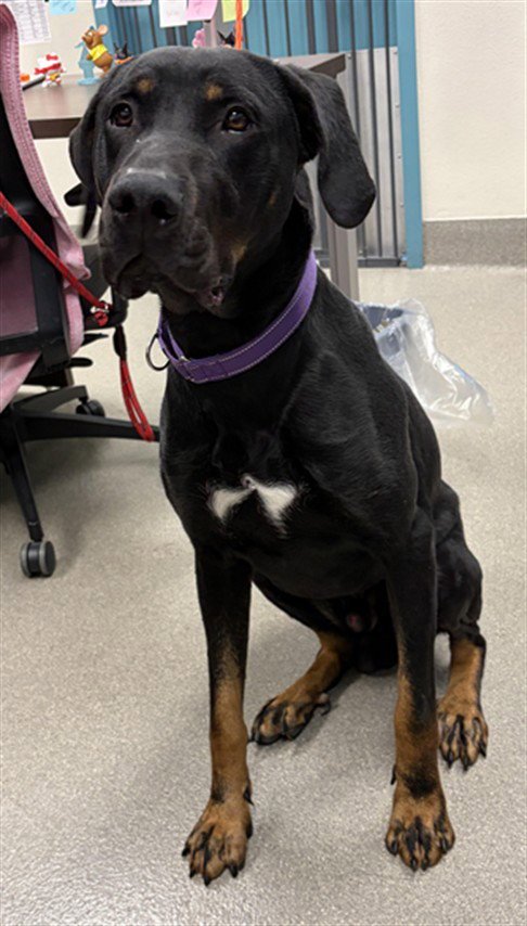 DEUCE - Doberman Pinscher / Rottweiler available for adoption