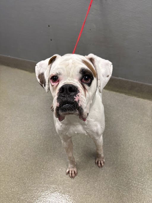 *CHICO - Boxer available for adoption