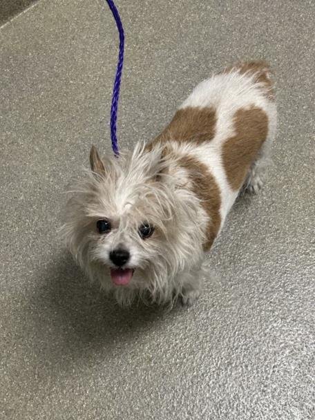 *MOLLY MOO - Terrier available for adoption