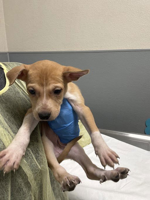 *SAILOR MERCURY - Pit Bull Terrier / Siberian Husky available for adoption