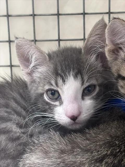 A1431273 - Domestic Short Hair available for adoption