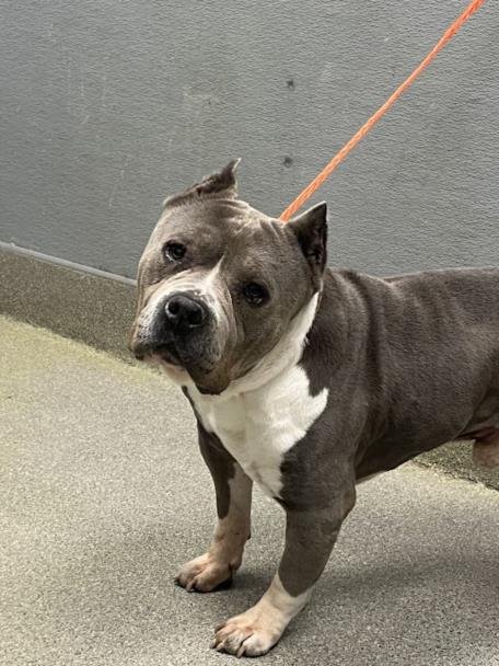 MARK - American Pit Bull Terrier available for adoption