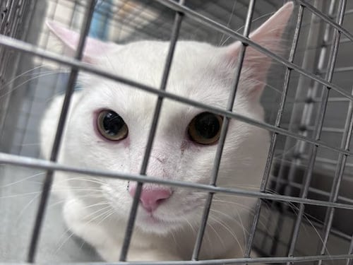 LUN - Domestic Short Hair available for adoption