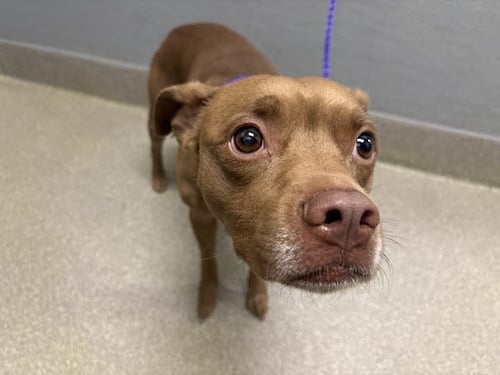 CANELO - Pit Bull Terrier available for adoption