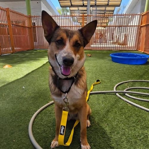 GRECIA - German Shepherd Dog available for adoption