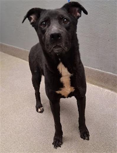 BELLA - Labrador Retriever available for adoption