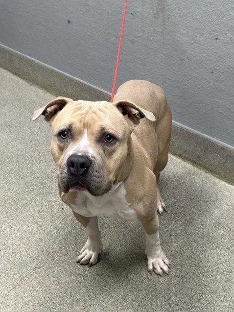 *RAYMOND - Pit Bull Terrier available for adoption