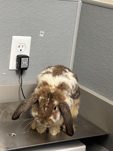 WISE - Shorthaired Rabbit available for adoption