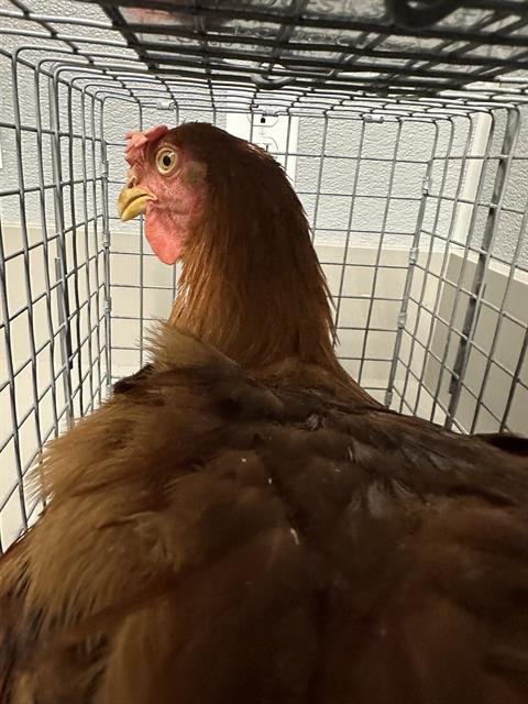 *SPROUT - Chicken available for adoption