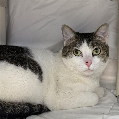 ROVER - Domestic Short Hair available for adoption