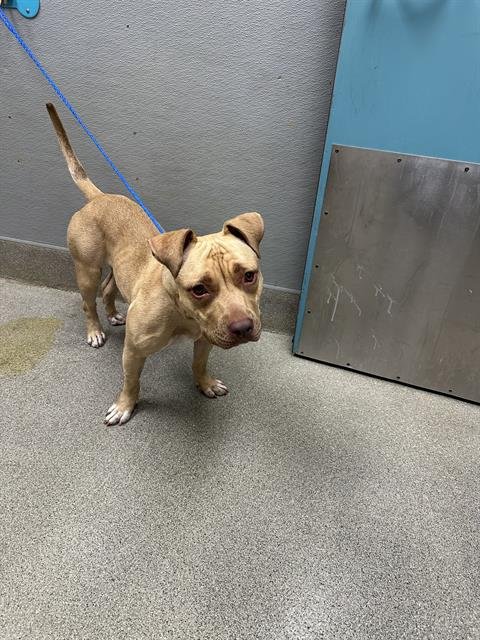 *CHELSEA - Pit Bull Terrier available for adoption
