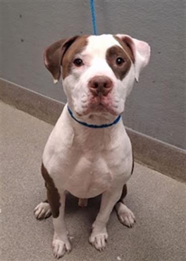 ZEUS - Pit Bull Terrier available for adoption