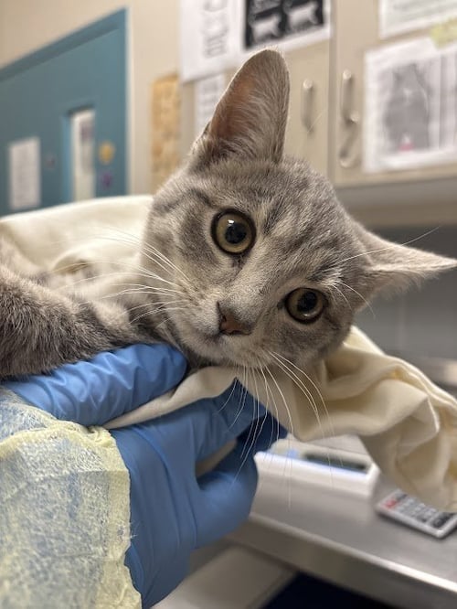 *JUNIPER - Domestic Short Hair available for adoption