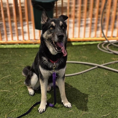 *DUMUZID - German Shepherd Dog available for adoption