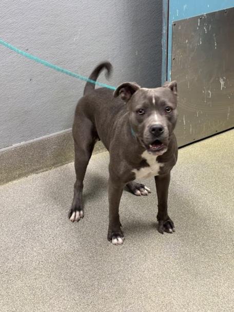 *MILLIE - Pit Bull Terrier available for adoption