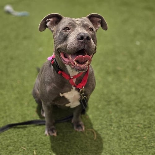 *TILA TEQUILA - Pit Bull Terrier available for adoption