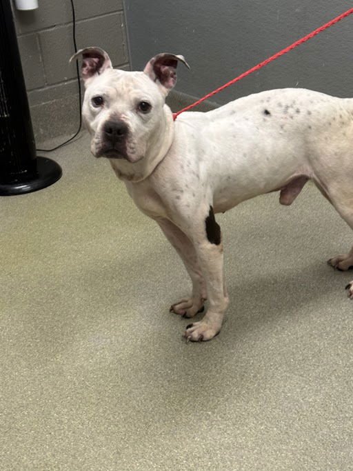 ROCKY - Pit Bull Terrier available for adoption