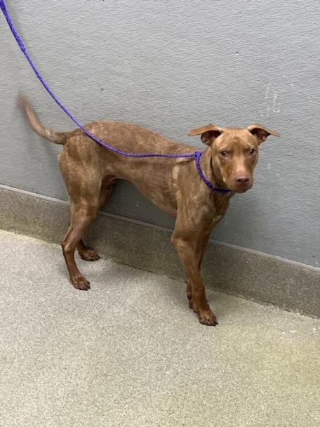 ROCKY - Black Mouth Cur / Pit Bull Terrier available for adoption