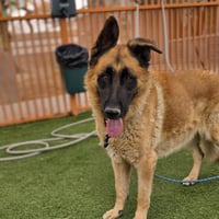 THOR - Photo 1