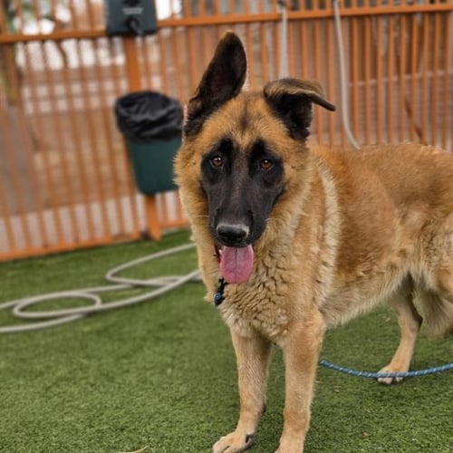 THOR - German Shepherd Dog available for adoption