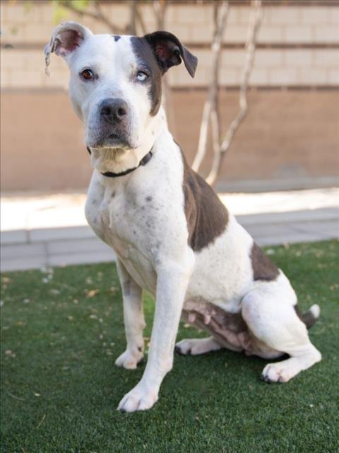 *BLUEBERRY - Pit Bull Terrier available for adoption