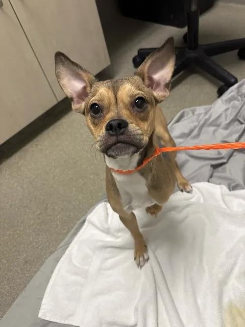 *YIN - Boston Terrier available for adoption