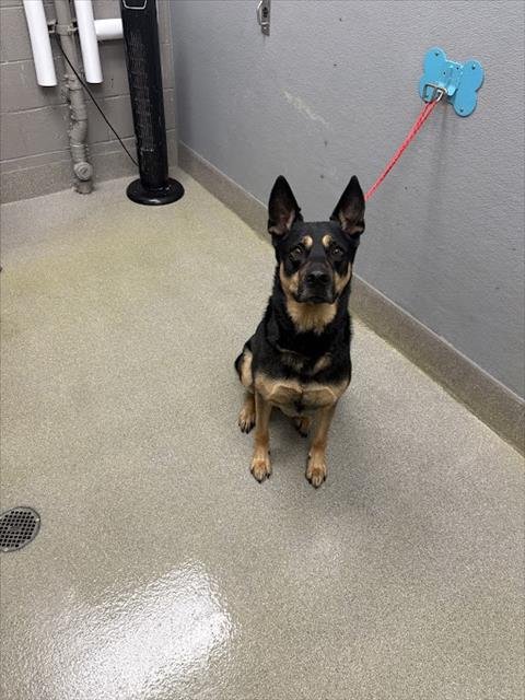 GUS - German Shepherd Dog available for adoption