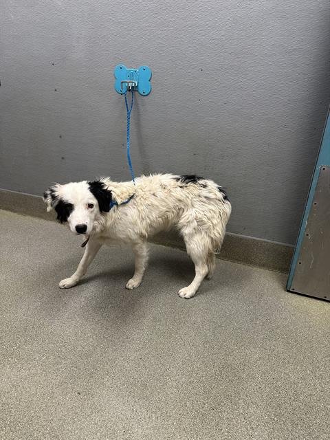 ABEL - Border Collie available for adoption