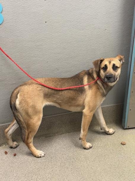 *SODA POP - German Shepherd Dog available for adoption