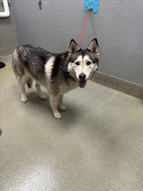 NAMI - Husky available for adoption