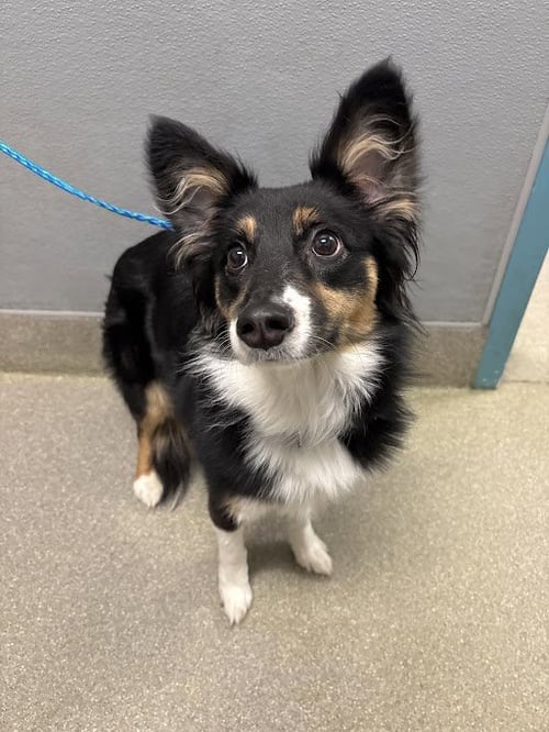DAISY - Australian Shepherd available for adoption