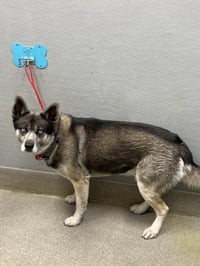 *BUDDY BLU EYES - Photo 1