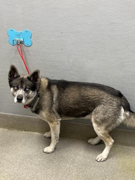 *BUDDY BLU EYES - Siberian Husky available for adoption
